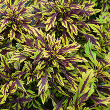 Load image into Gallery viewer, 4" Coleus Plant