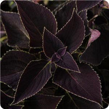 Load image into Gallery viewer, 4" Coleus Plant