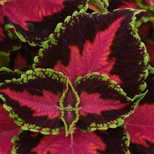 Load image into Gallery viewer, 4" Coleus Plant