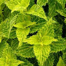 Load image into Gallery viewer, 4" Coleus Plant