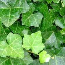 Load image into Gallery viewer, Vinca Vine, Asp. Fern, Spike 3&quot;