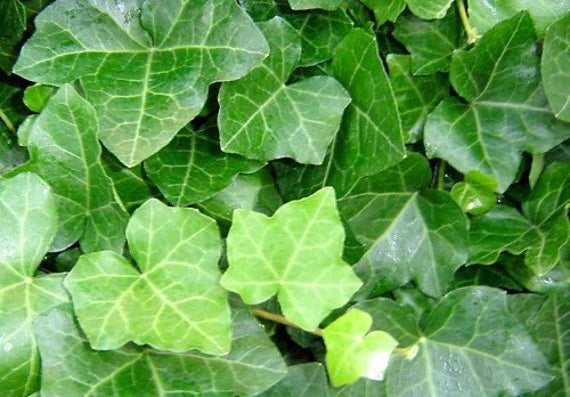 Vinca Vine, Asp. Fern, Spike 3
