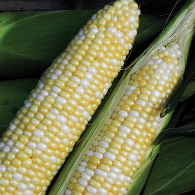 Sweet Corn Doz.