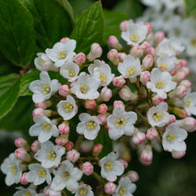 Load image into Gallery viewer, Spice Girl Viburnum
