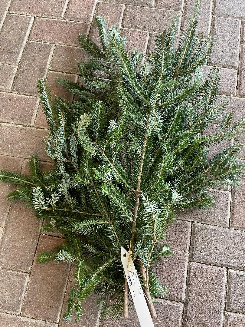 Fraser Fir Bundles