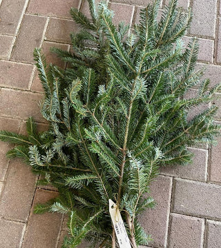Fraser Fir Bundles