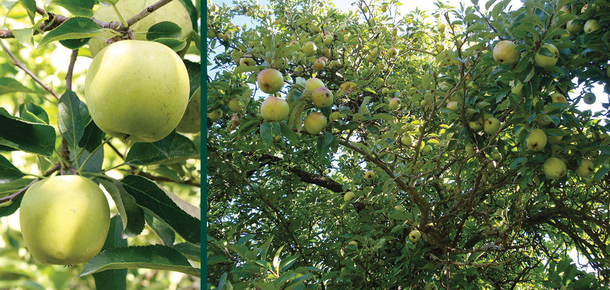 Apple Golden Delicious semi dwarf Rhoads Garden Center