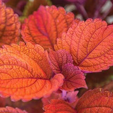 Load image into Gallery viewer, 4" Coleus Plant