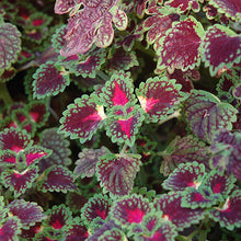 Load image into Gallery viewer, 4" Coleus Plant
