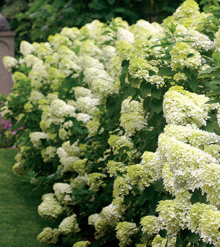 Hydrangea paniculata 'Limelight'
