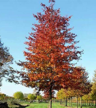 Quercus palustris - Pin Oak 7 gal