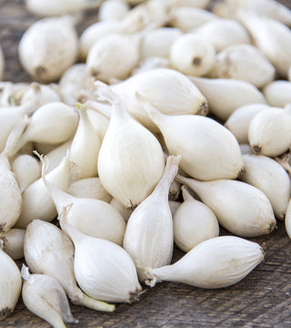 Small White Onion Sets
