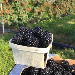 Blackberries Pint