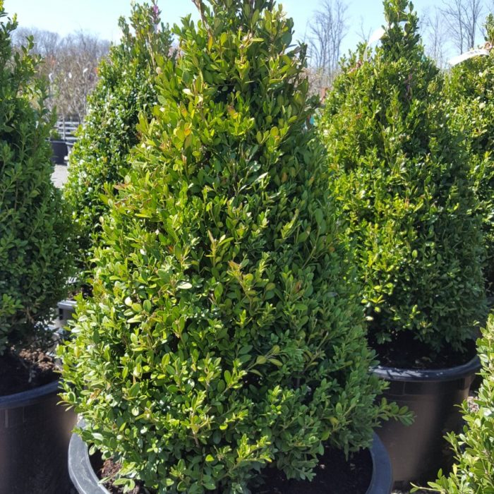 Buxus 'Green Mountain' 30