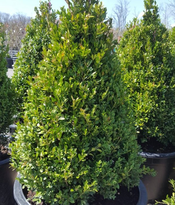 Buxus 'Green Mountain' 30