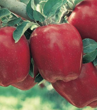 Apple Red Delicious - 5 gal