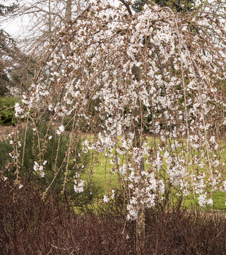 Prunus subhirtella 'Snow Fountain' Cherry