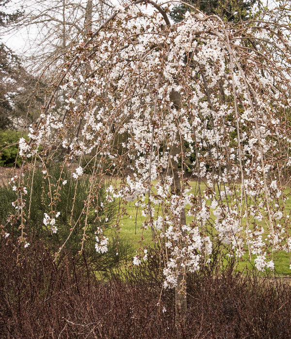 Prunus subhirtella 'Snow Fountain' Cherry Pre-Order