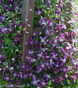 Clematis Sweet Summer Love