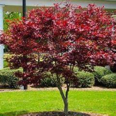 Acer palmatum 'Bloodgood' Maple
