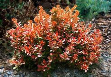 Load image into Gallery viewer, Admiration barberry