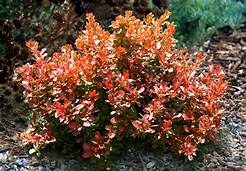 Admiration barberry