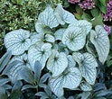 Brunerra m. 'Alexander's Great'