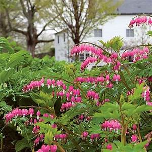 Bleeding Heart, Dicentra spectabilis