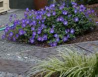 Load image into Gallery viewer, Geranium &#39;Rozanne&#39;