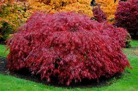 'Tamukeyama' Japanese Maple 10 gal pre-order