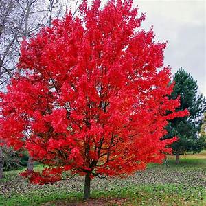 Acer rubrum 'October Glory'-15 gal