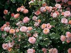 Apricot Drift Rose