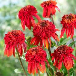 Echinacea 'Hot Papaya'