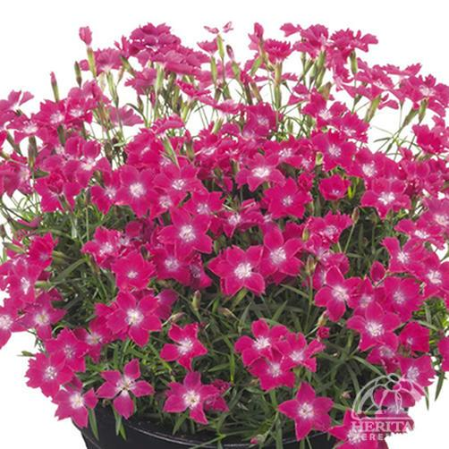 Dianthus 'Kahori Red'