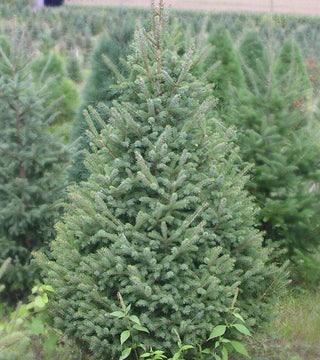 White Spruce 5-6'